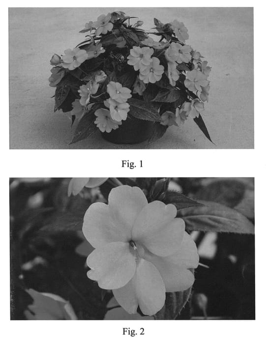 Figure 1 of US plant patent PP21753, the photograph of SAKIMP017 printed in the patent.