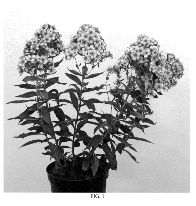 Figure 1 of US plant patent PP21754, the photograph of Neon Flare printed in the patent.