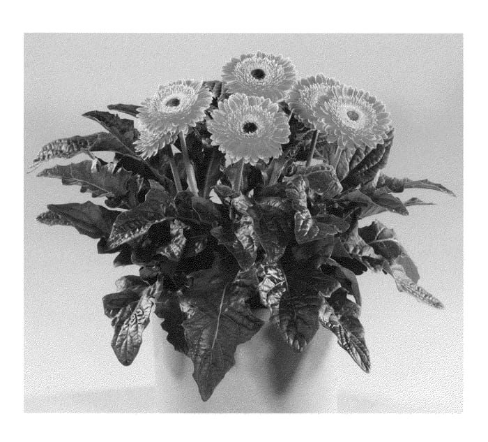 Figure 1 of US plant patent PP21755, the photograph of Redwood printed in the patent.