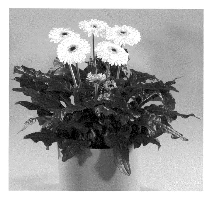 Figure 1 of US plant patent PP21756, the photograph of Acadia printed in the patent.
