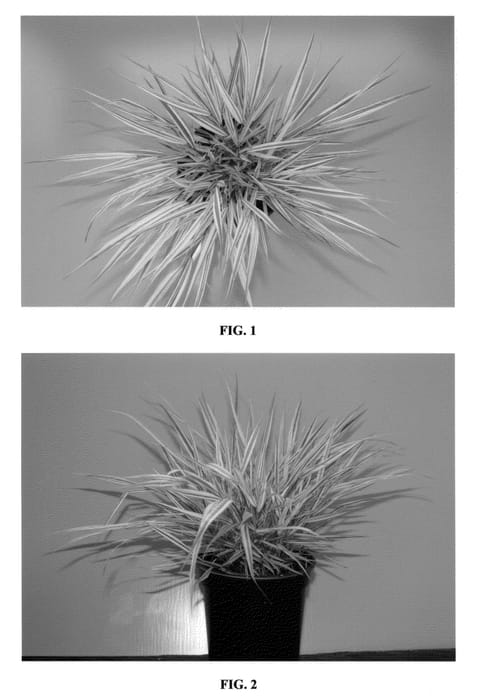 Figure 1 of US plant patent PP21757, the photograph of Fubuki printed in the patent.