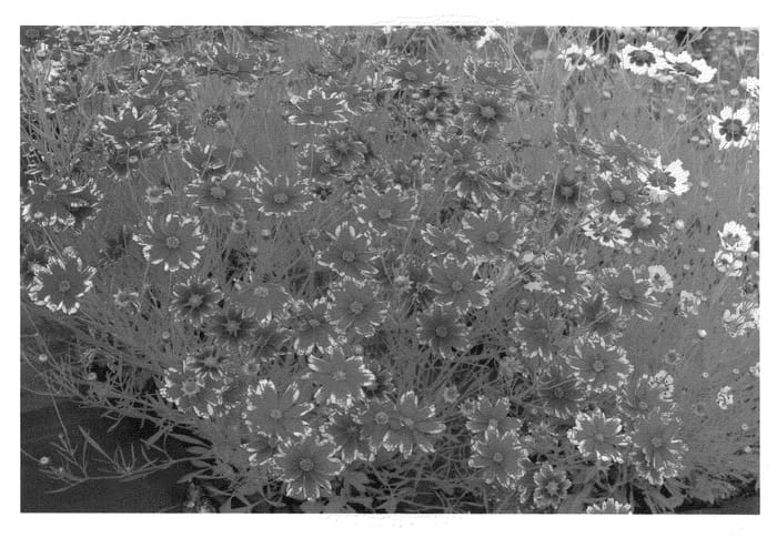 Figure 1 of US plant patent PP21758, the photograph of Ruby Frost printed in the patent.