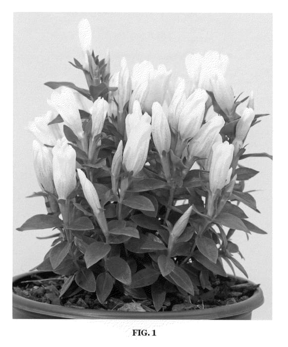 Figure 1 of US plant patent PP21759, the photograph of White Magic printed in the patent.