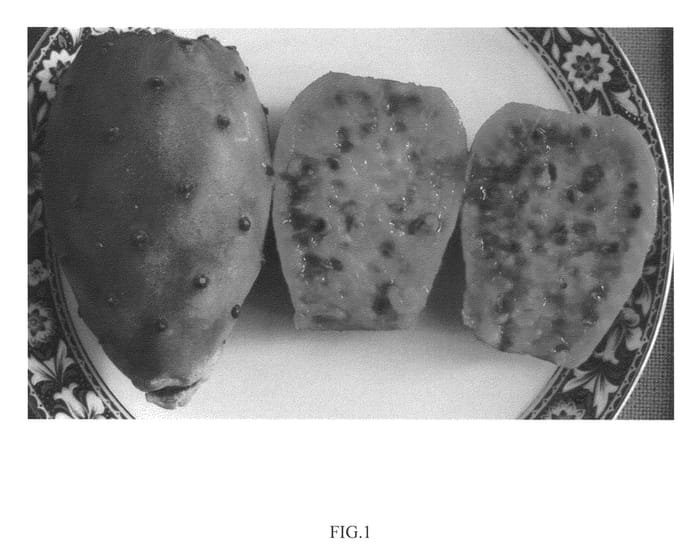 Figure 1 of US plant patent PP21760, the photograph of DAR 1-12-19 Red printed in the patent.