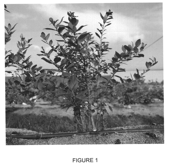 Figure 1 of US plant patent PP21761, the photograph of Sunset Blue printed in the patent.