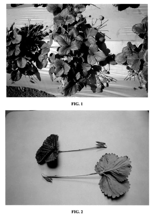 Figure 1 of US plant patent PP21762, the photograph of DrisStrawFifteen printed in the patent.
