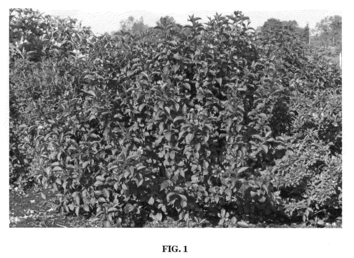 Figure 1 of US plant patent PP21763, the photograph of Bokratwo printed in the patent.