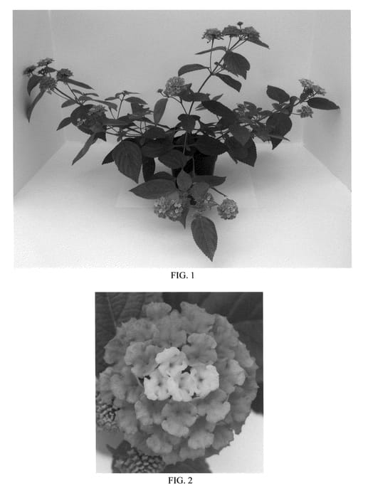 Figure 1 of US plant patent PP21764, the photograph of Balandrosim printed in the patent.