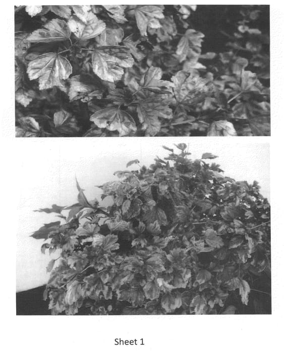 Figure 1 of US plant patent PP21765, the photograph of Sahara Sunset printed in the patent.