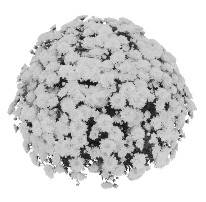 Figure 1 of US plant patent PP21766, the photograph of PPP LETN 09 printed in the patent.