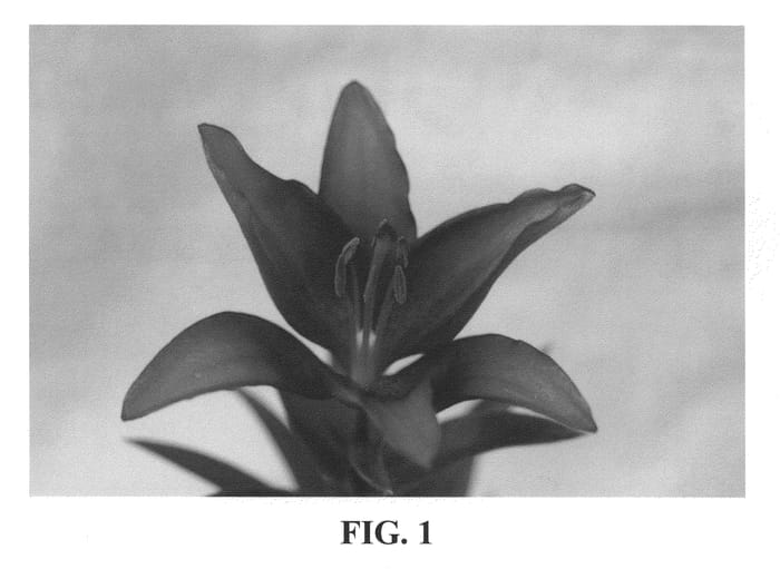 Figure 1 of US plant patent PP21767, the photograph of BJM 005 printed in the patent.
