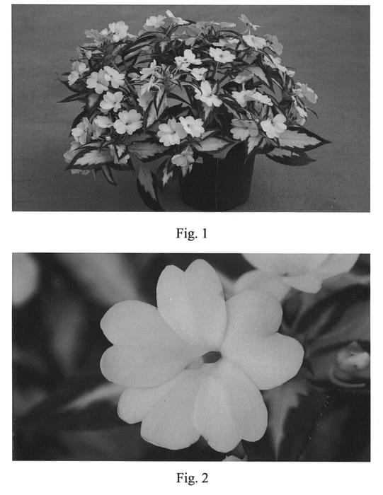 Figure 1 of US plant patent PP21768, the photograph of SAKIMP018 printed in the patent.