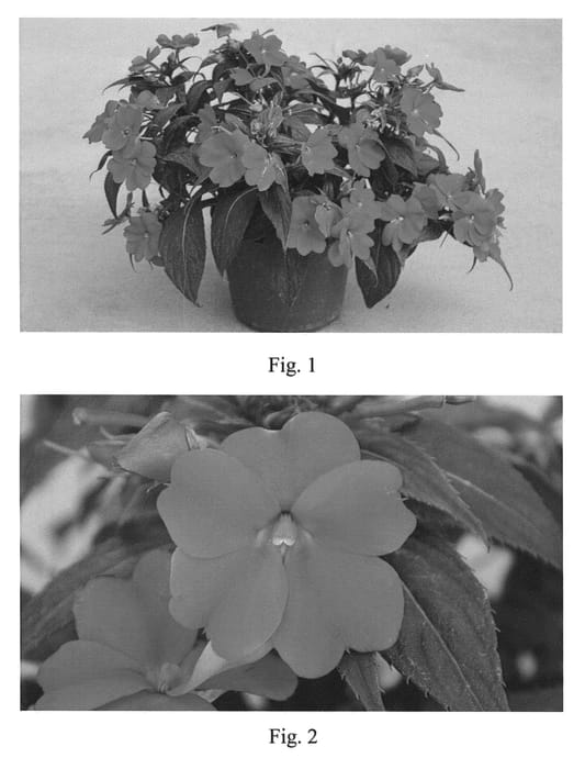 Figure 1 of US plant patent PP21769, the photograph of SAKIMP016 printed in the patent.