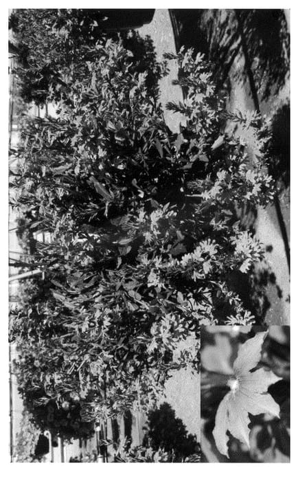 Figure 1 of US plant patent PP21770, the photograph of Bomy Dabule printed in the patent.