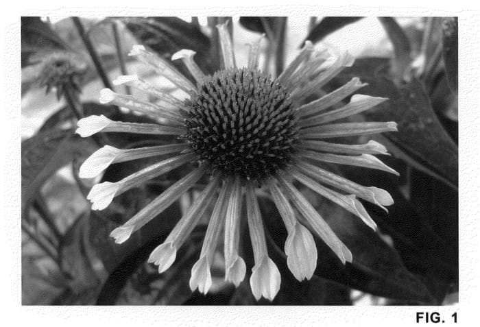 Figure 1 of US plant patent PP21771, the photograph of All that Jazz printed in the patent.