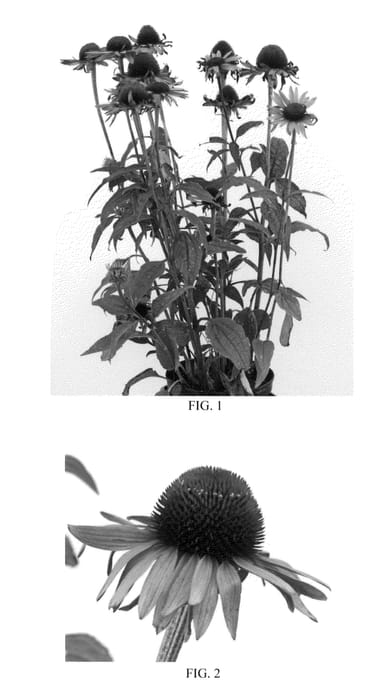 Figure 1 of US plant patent PP21772, the photograph of Pink Mist printed in the patent.