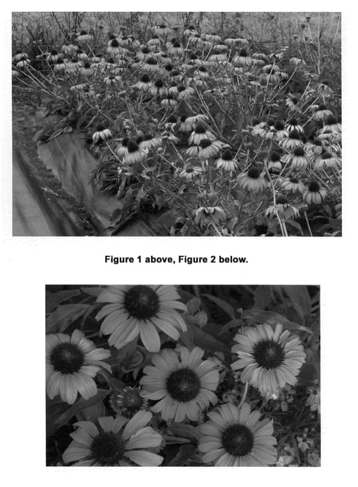 Figure 1 of US plant patent PP21773, the photograph of Tangerine Dream printed in the patent.
