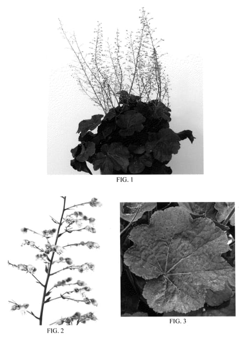 Figure 1 of US plant patent PP21774, the photograph of Big Top Burgundy printed in the patent.