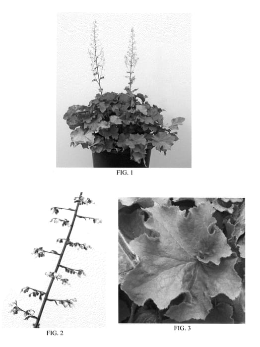 Figure 1 of US plant patent PP21775, the photograph of Big Top Gold printed in the patent.