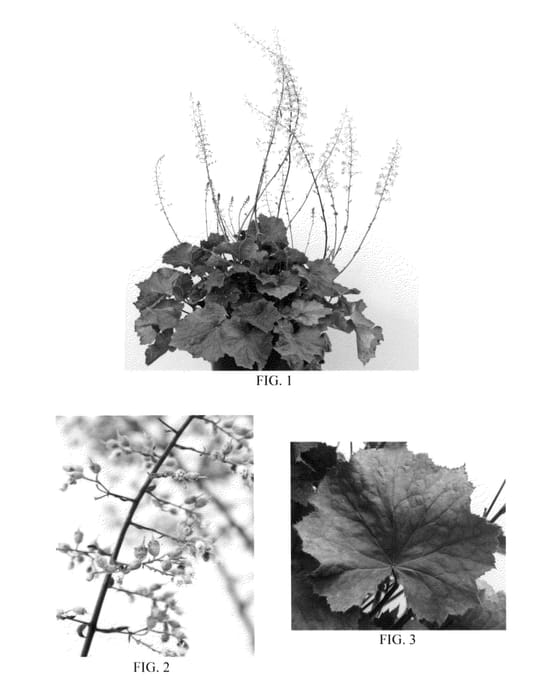 Figure 1 of US plant patent PP21776, the photograph of Big Top Bronze printed in the patent.
