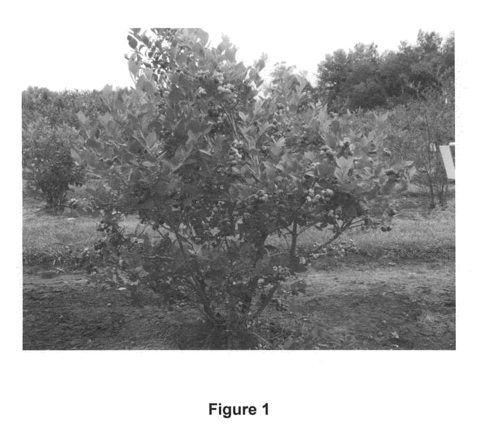 Figure 1 of US plant patent PP21777, the photograph of Huron printed in the patent.