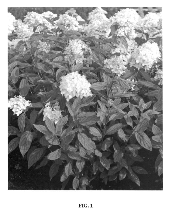 Figure 1 of US plant patent PP21778, the photograph of Bokrathirteen printed in the patent.