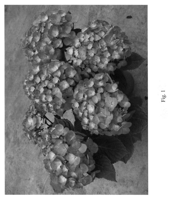 Figure 1 of US plant patent PP21779, the photograph of Stramadschi printed in the patent.