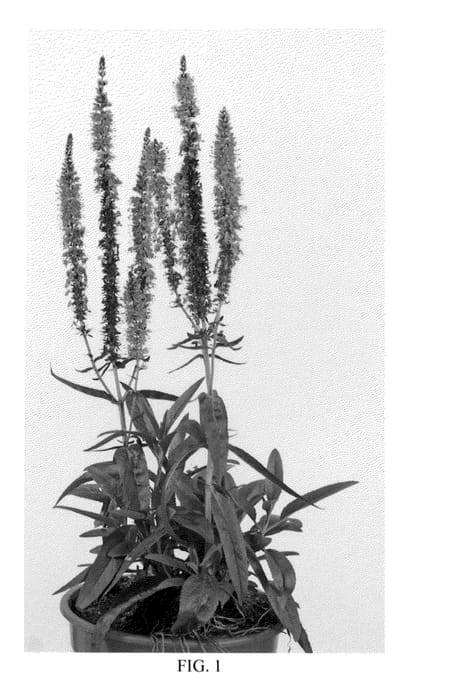 Figure 1 of US plant patent PP21780, the photograph of Atomic Violet printed in the patent.