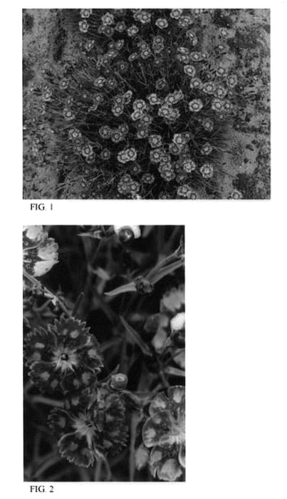 Figure 1 of US plant patent PP21781, the photograph of Sangria Splash printed in the patent.