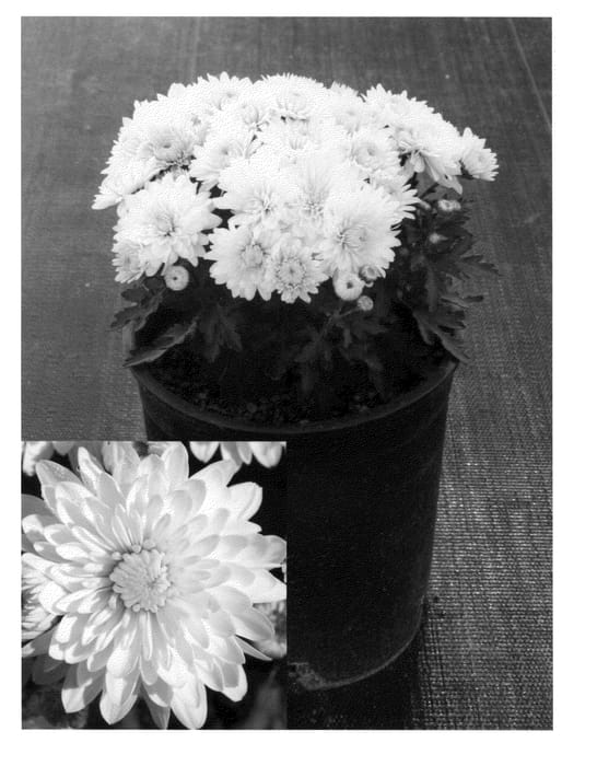 Figure 1 of US plant patent PP21782, the photograph of Chrysanthemum plant named 'Frosty Yocheryl printed in the patent.