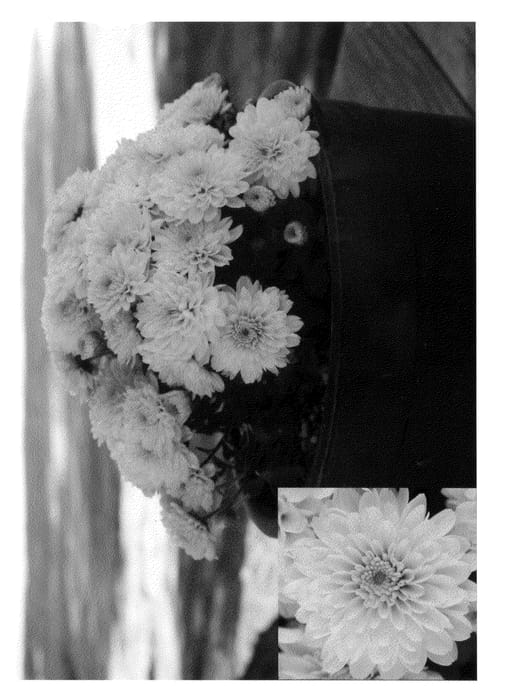 Figure 1 of US plant patent PP21783, the photograph of Yogigi Snow printed in the patent.