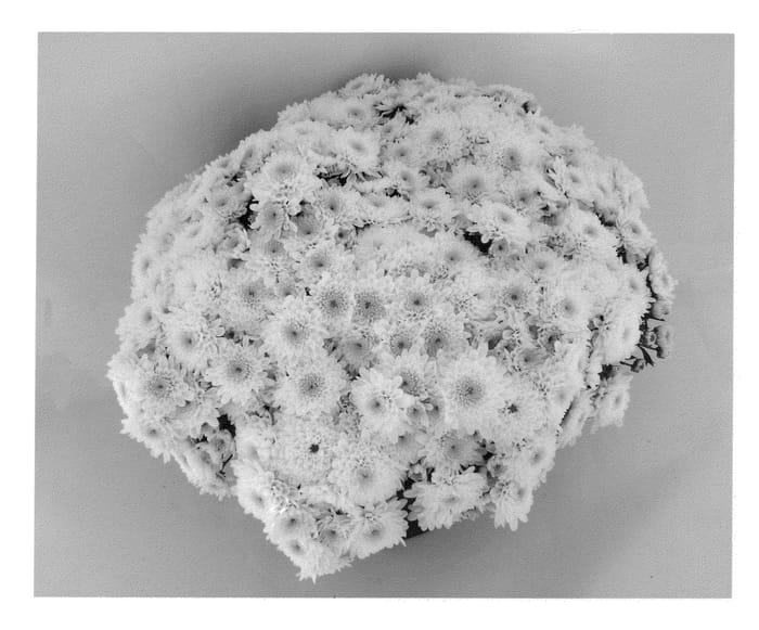Figure 1 of US plant patent PP21784, the photograph of Prima White printed in the patent.