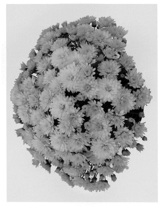 Figure 1 of US plant patent PP21785, the photograph of Allegra Yellow printed in the patent.