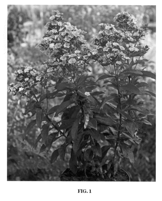 Figure 1 of US plant patent PP21787, the photograph of Aureole printed in the patent.