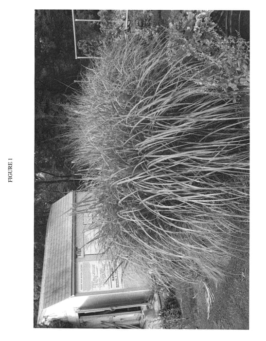 Figure 1 of US plant patent PP21788, the photograph of Tiger Tail printed in the patent.