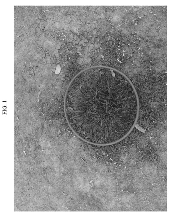 Figure 1 of US plant patent PP21789, the photograph of MAC03 printed in the patent.