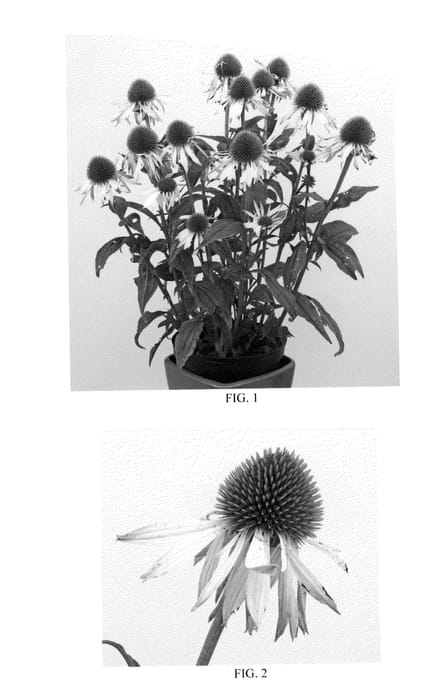 Figure 1 of US plant patent PP21790, the photograph of White Mist printed in the patent.