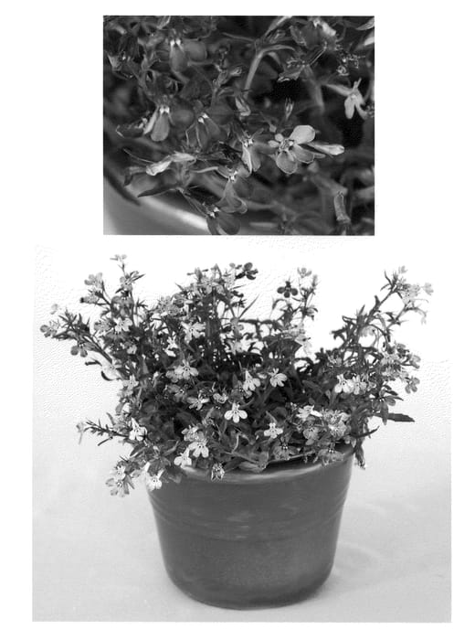 Figure 1 of US plant patent PP21791, the photograph of USLOB0901 printed in the patent.