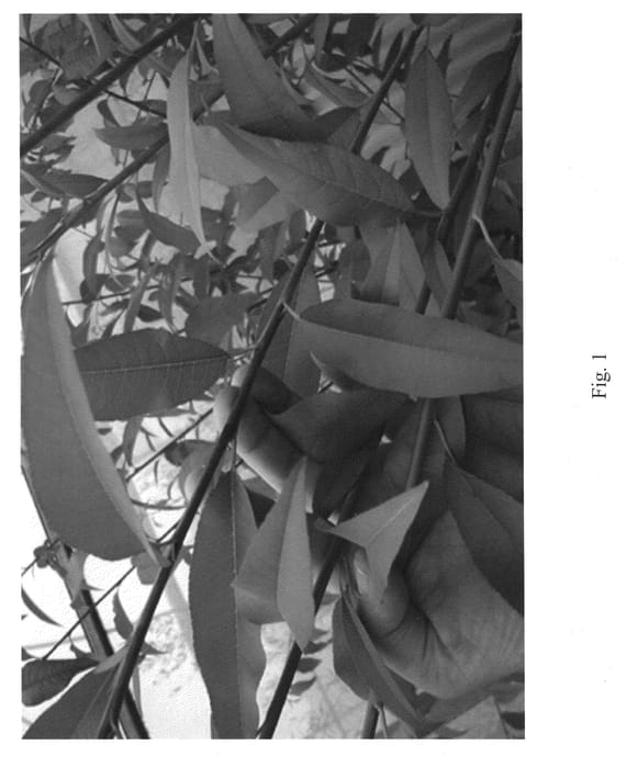 Figure 1 of US plant patent PP21792, the photograph of Greenpac printed in the patent.