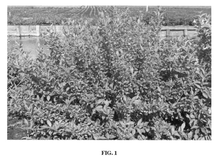 Figure 1 of US plant patent PP21793, the photograph of Bokrafour printed in the patent.