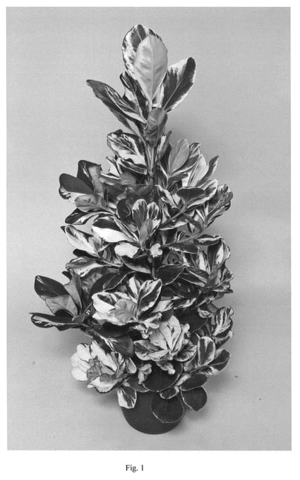 Figure 1 of US plant patent PP21794, the photograph of Whistar printed in the patent.