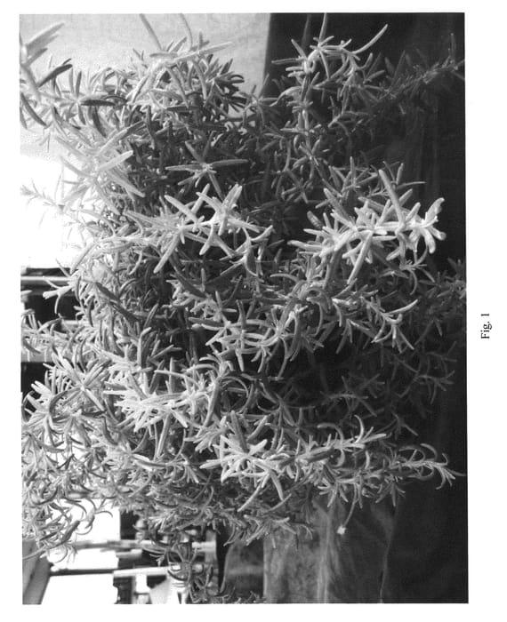 Figure 1 of US plant patent PP21795, the photograph of Wilma's Gold printed in the patent.