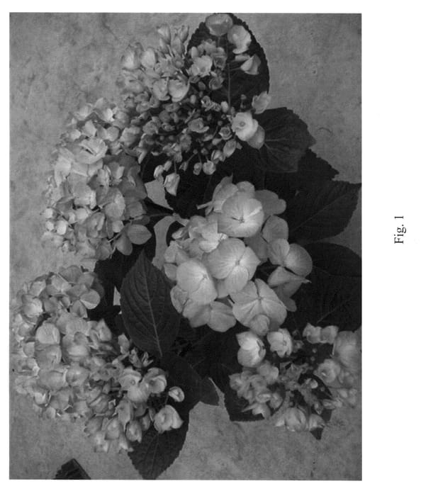 Figure 1 of US plant patent PP21796, the photograph of Stramalyn printed in the patent.
