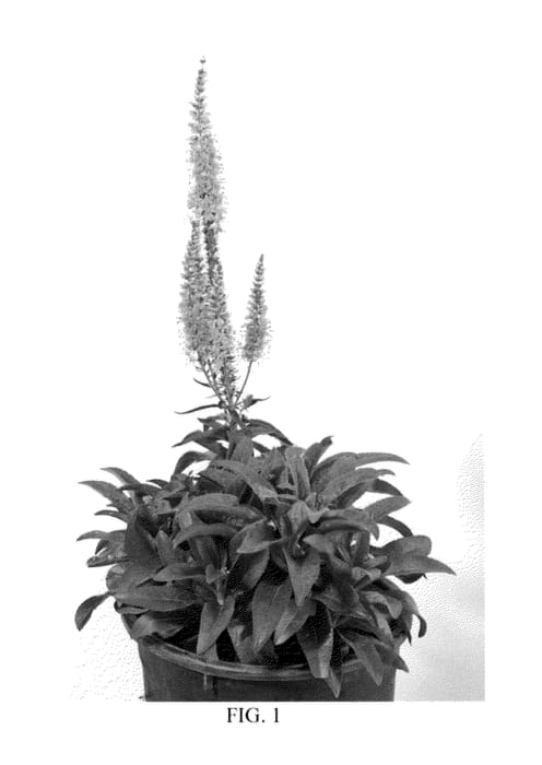 Figure 1 of US plant patent PP21797, the photograph of Atomic Pink printed in the patent.