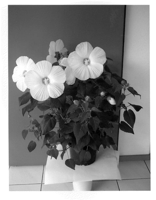 Figure 1 of US plant patent PP21798, the photograph of Sparkle printed in the patent.