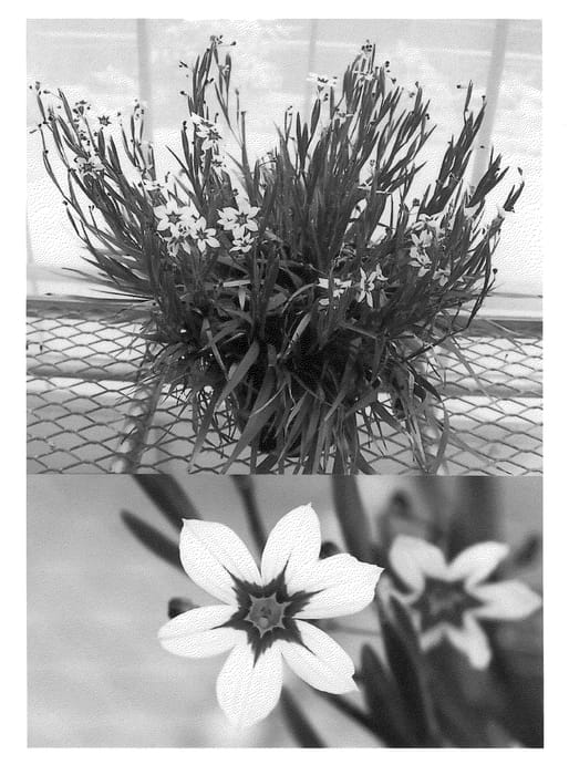 Figure 1 of US plant patent PP21799, the photograph of Sunsisicre printed in the patent.