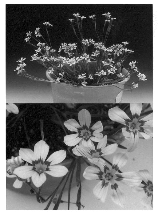 Figure 1 of US plant patent PP21800, the photograph of Sunsisiki printed in the patent.