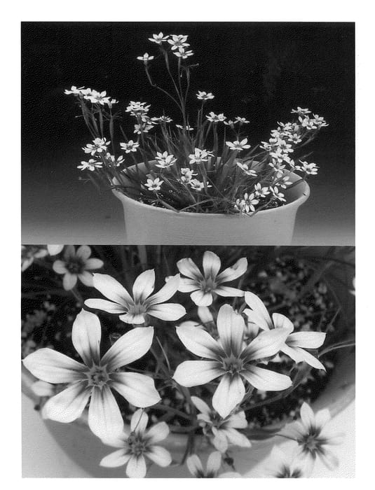 Figure 1 of US plant patent PP21801, the photograph of Sunsisibu printed in the patent.
