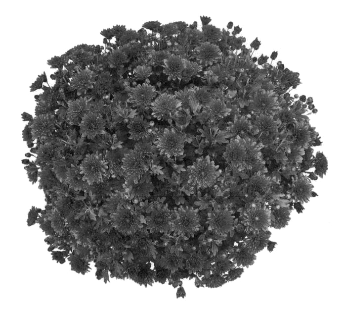 Figure 1 of US plant patent PP21802, the photograph of PPP PADC 09 printed in the patent.