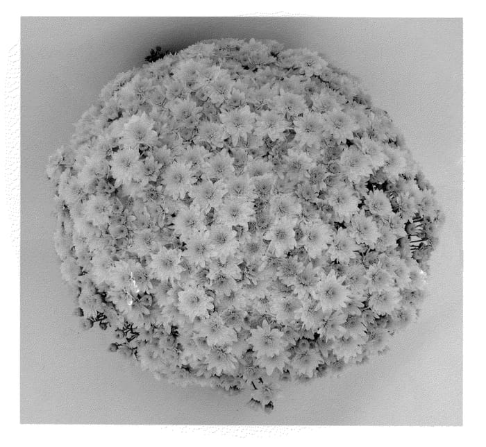 Figure 1 of US plant patent PP21803, the photograph of Rosalba White printed in the patent.